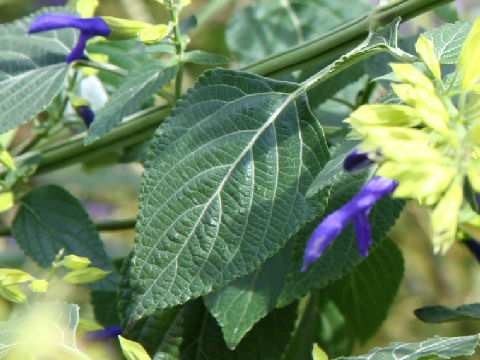 Salvia mexicana cv. Limelight