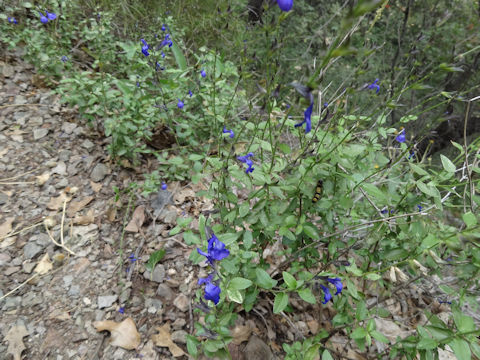 Salvia lycioides