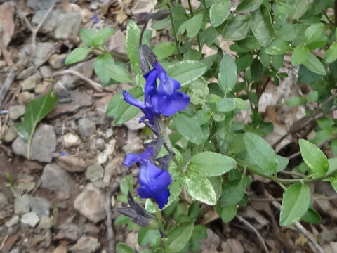 Salvia lycioides