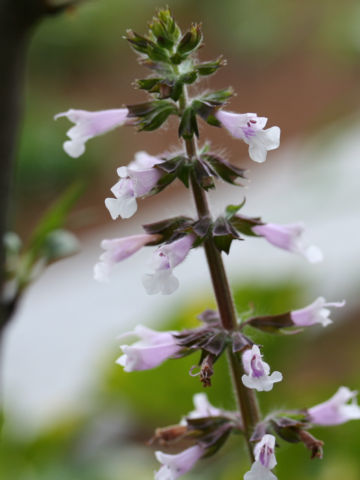 Salvia lyrata