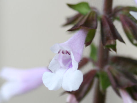 Salvia lyrata