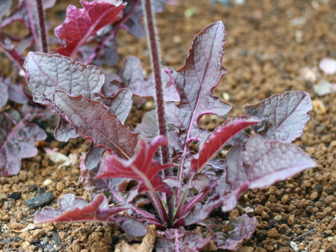 Salvia lyrata