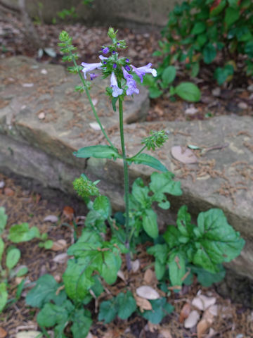 Salvia lyrata