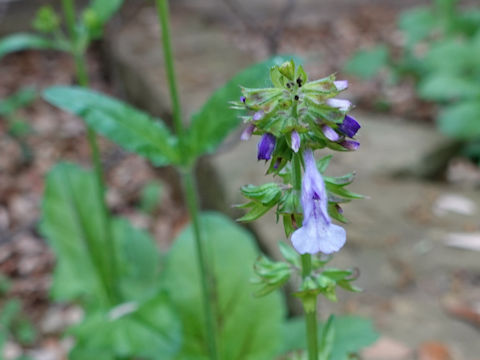 Salvia lyrata