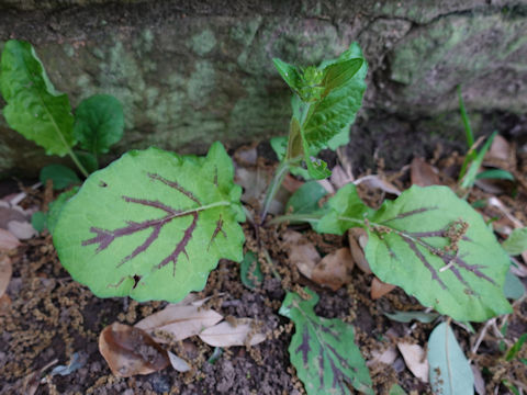 Salvia lyrata