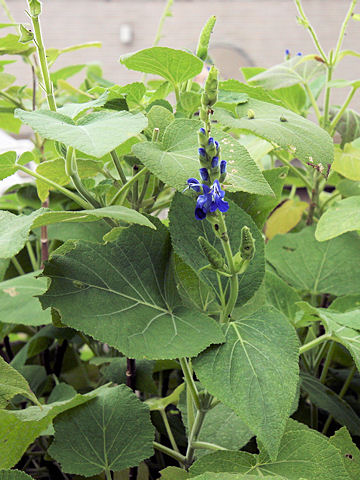 Salvia macrophylla