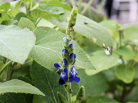 Salvia macrophylla