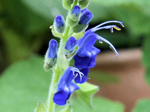 Salvia macrophylla