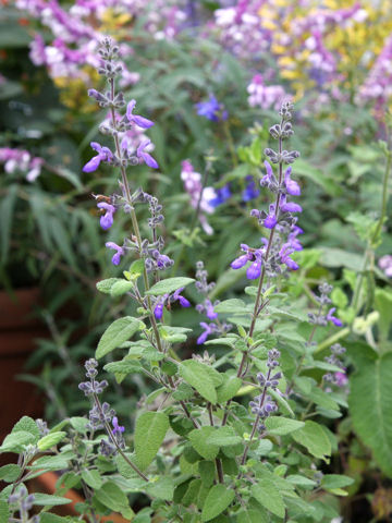 Salvia melissodora