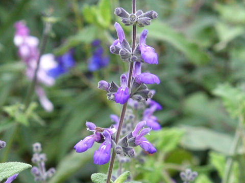 Salvia melissodora