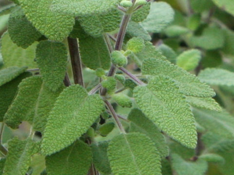 Salvia melissodora