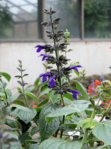 Salvia mexicana