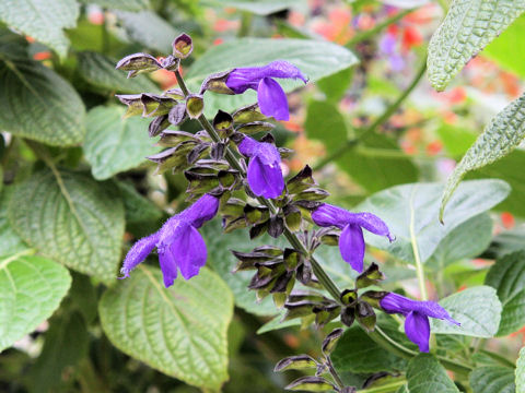 Salvia mexicana