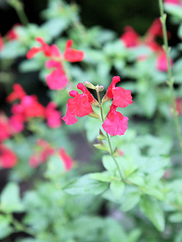 Salvia microphylla