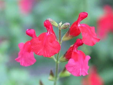 Salvia microphylla