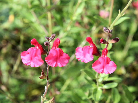 Salvia microphylla