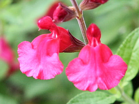 Salvia microphylla