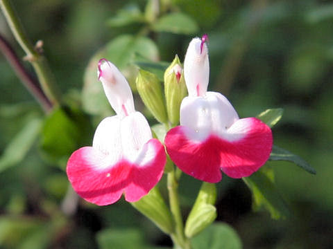 Salvia microphylla cv. Hot Lips