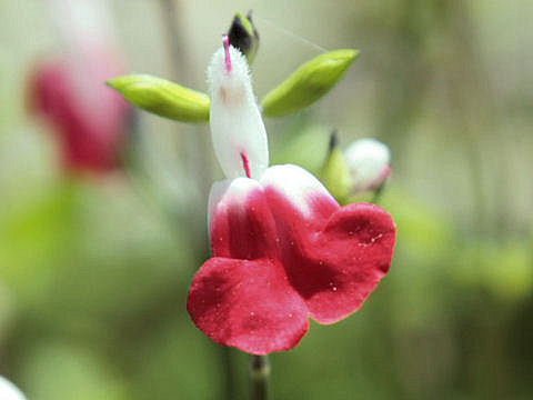 Salvia microphylla cv. Hot Lips