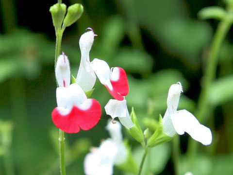 Salvia microphylla cv. Hot Lips