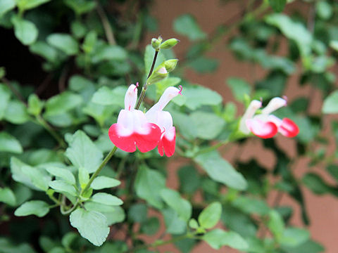 Salvia microphylla cv. Hot Lips