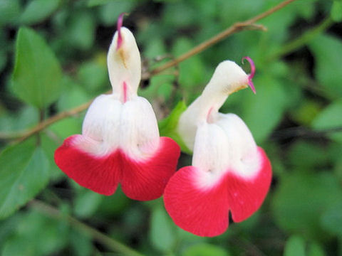 Salvia microphylla cv. Hot Lips