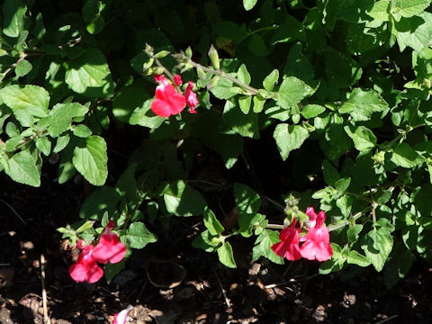 Salvia microphylla cv. Hot Lips