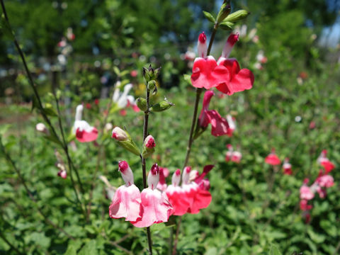 Salvia microphylla cv. Hot Lips