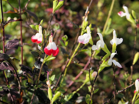 Salvia microphylla cv. Hot Lips