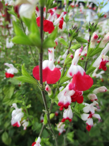 Salvia microphylla@cv. Hot Lips