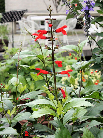 Salvia miniata