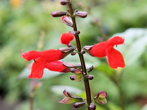 Salvia miniata