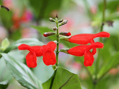 Salvia miniata