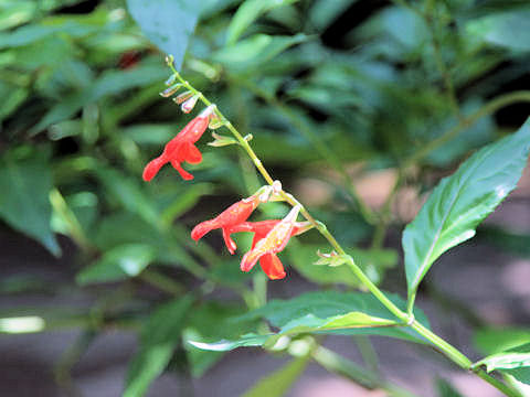 Salvia miniata