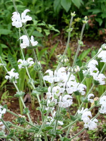 Salvia moorcroftiana