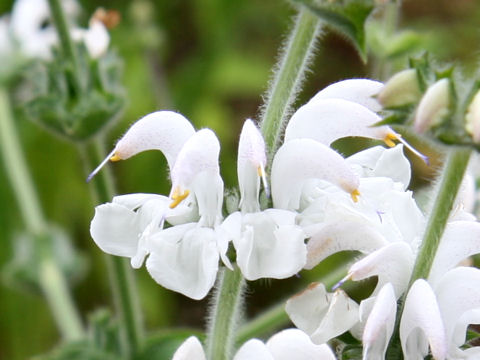 Salvia moorcroftiana