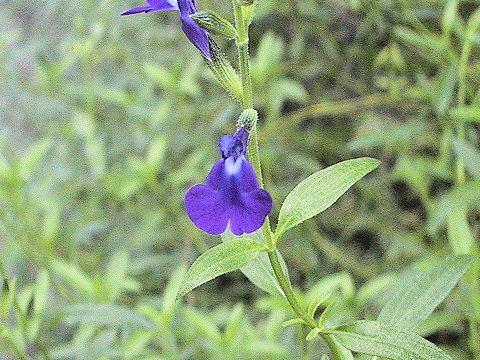 Salvia muelleri