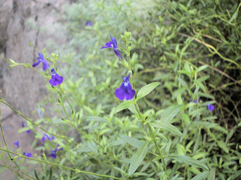 Salvia muelleri