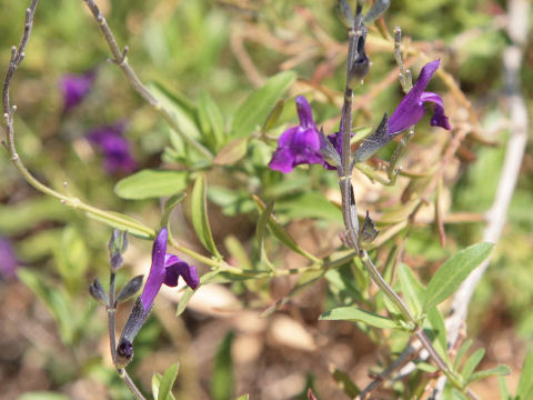 Salvia muelleri