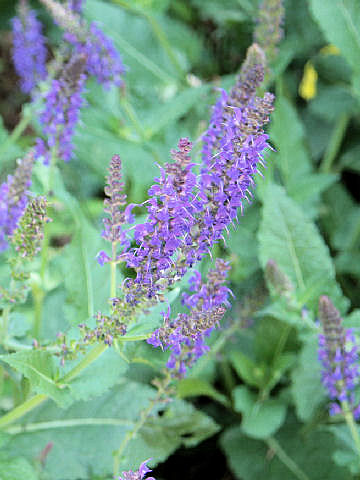 Salvia nemorosa