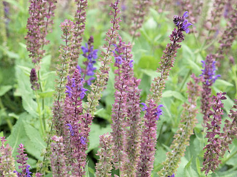 Salvia nemorosa cv. May Night