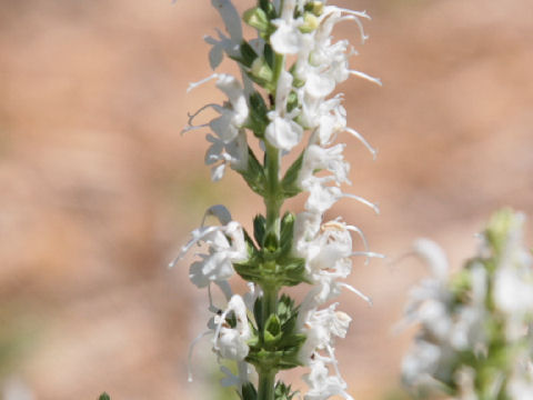 Salvia nemorosa cv. Snow Hill