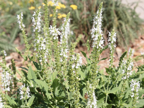 Salvia nemorosa cv. Snow Hill