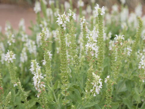 Salvia nemorosa cv. Snow Hill