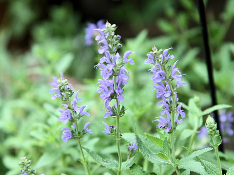 Salvia nemorosa cv. Blue Hill