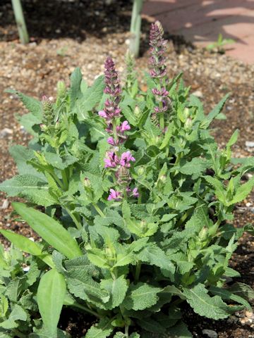 Salvia nemorosa cv. Rose