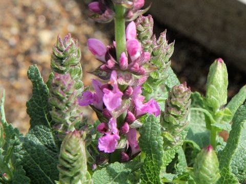 Salvia nemorosa cv. Rose