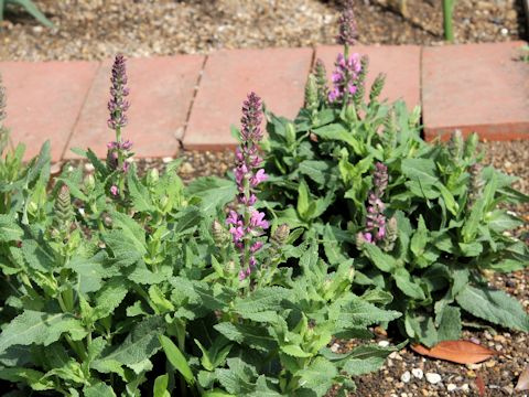 Salvia nemorosa cv. Rose