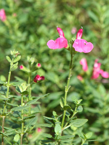 Salvia microphylla var. neurepia