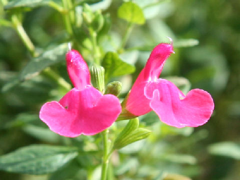 Salvia microphylla var. neurepia